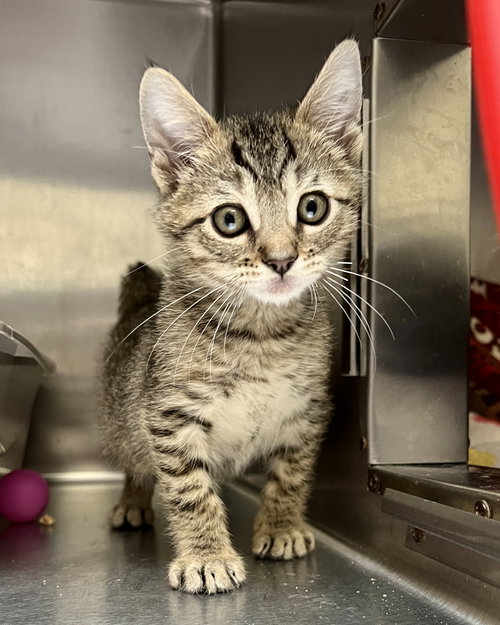 BLINKY (BONDED W/ INKY) - Domestic Short Hair available for adoption