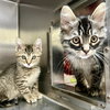 Blinky (bonded w/ Inky) - Photo 3