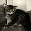 Inky (bonded w/ Blinky) - Photo 5