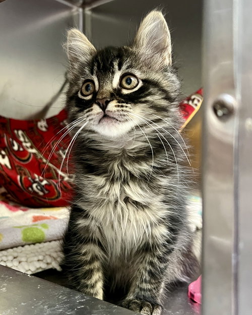 INKY (BONDED W/ BLINKY) - Domestic Medium Hair available for adoption
