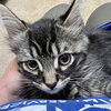 Inky (bonded w/ Blinky) - Photo 3