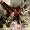 Inky (bonded w/ Blinky) - Photo 4