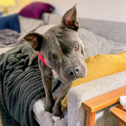 picture of the dog needing adoption