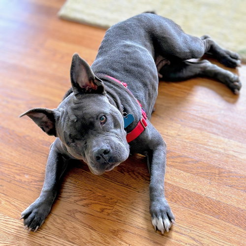 ALMONDIE - American Pit Bull Terrier available for adoption