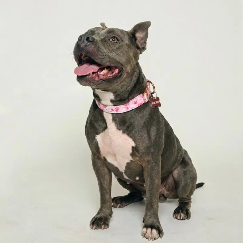 Almondie - American Pit Bull Terrier