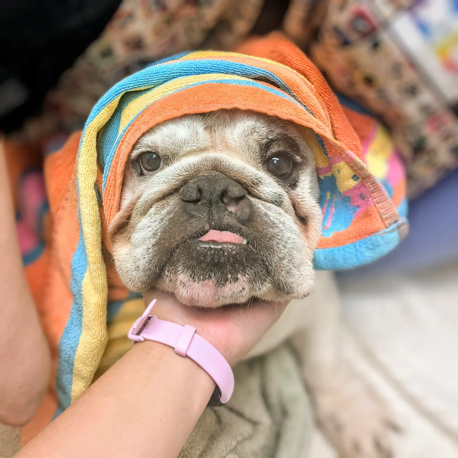 Dunkin - Bulldog