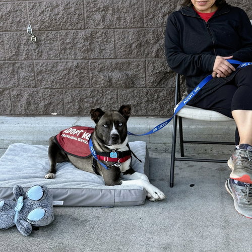 ELLIE - Pit Bull Terrier / Husky available for adoption