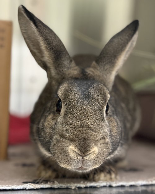 PUMPERNICKEL - American available for adoption