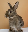 Pumpernickel - Photo 1