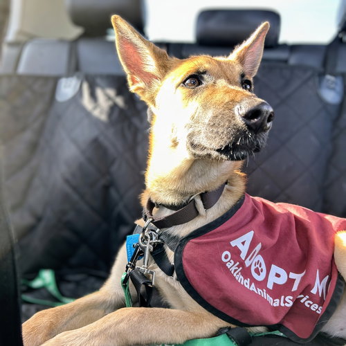 ARTEMISIA - Belgian Shepherd Malinois available for adoption