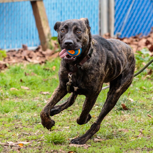 CHICKADEE - American Pit Bull Terrier available for adoption