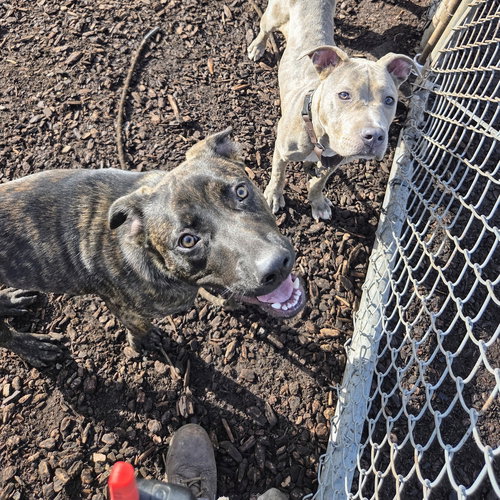 CHICKADEE - American Pit Bull Terrier available for adoption