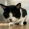 Zorro - Photo 10