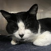 Zorro - Photo 8