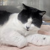Zorro - Photo 7