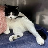 Zorro - Photo 9