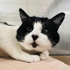 Zorro - Photo 3