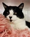 Zorro - Photo 4