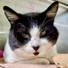Zorro - Photo 6