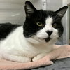 Zorro - Photo 5