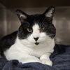 Zorro - Photo 2