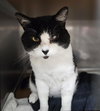 Zorro - Photo 11