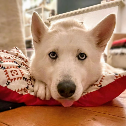 ALBA - Siberian Husky available for adoption