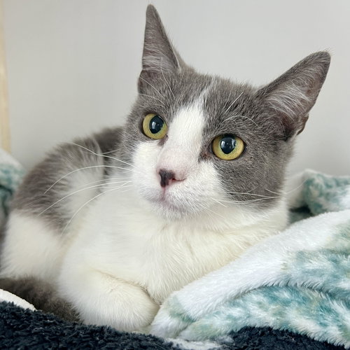TOMMY - Domestic Short Hair available for adoption
