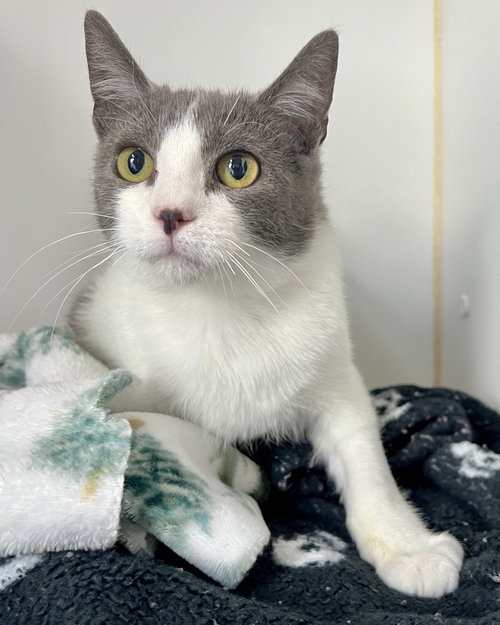 TOMMY - Domestic Short Hair available for adoption