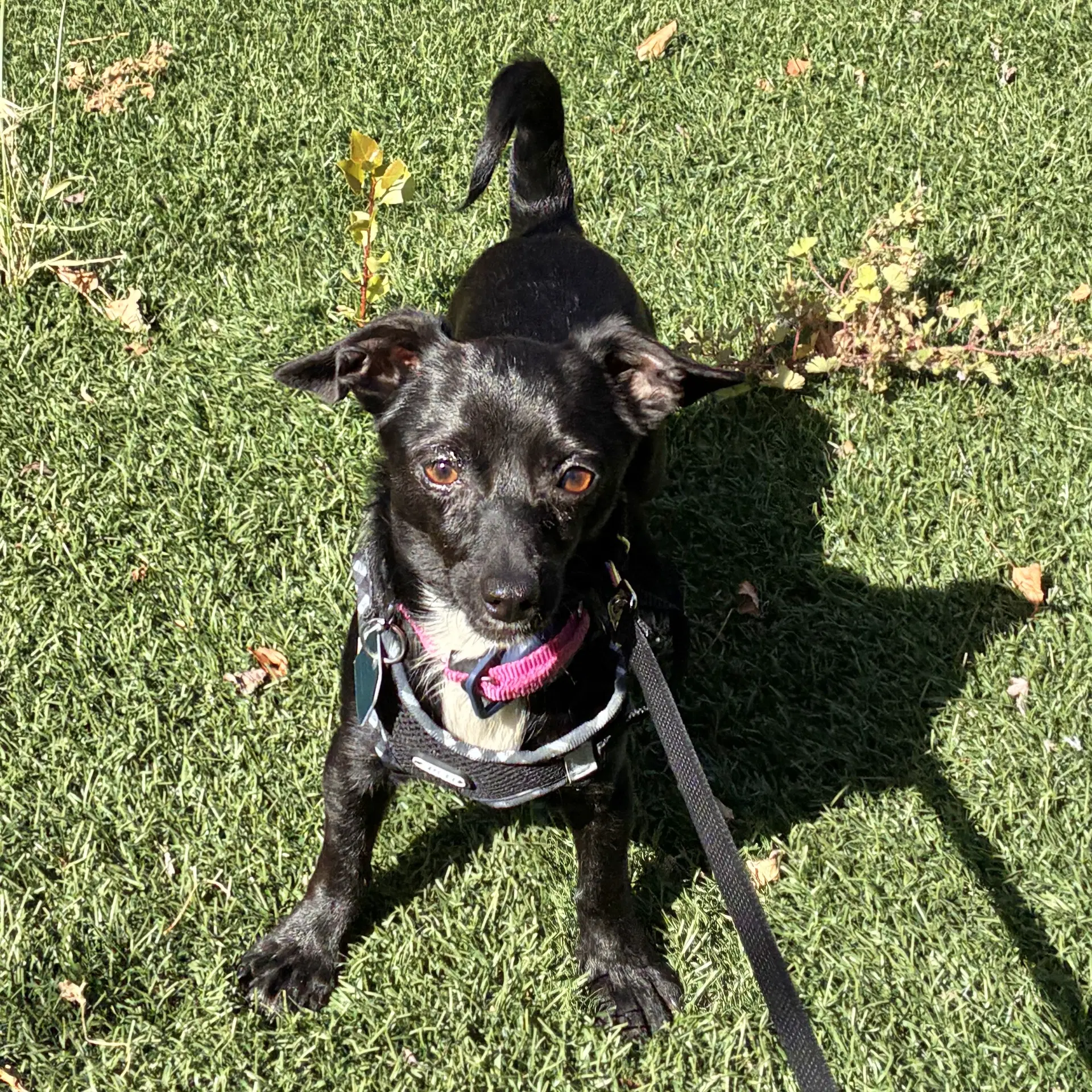 Itsy Bonded With Bitsy - Chihuahua