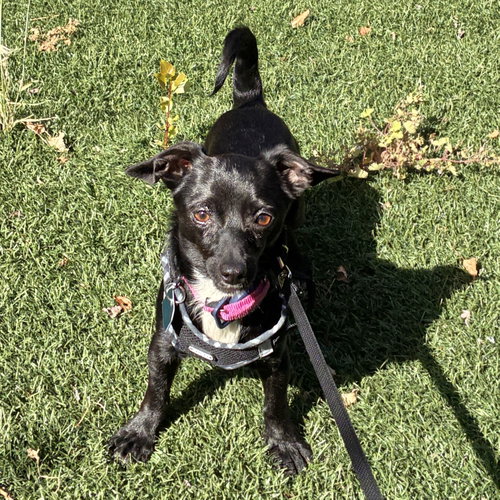 Itsy (bonded with Bitsy 83571), an adoptable Chihuahua in Oakland, CA