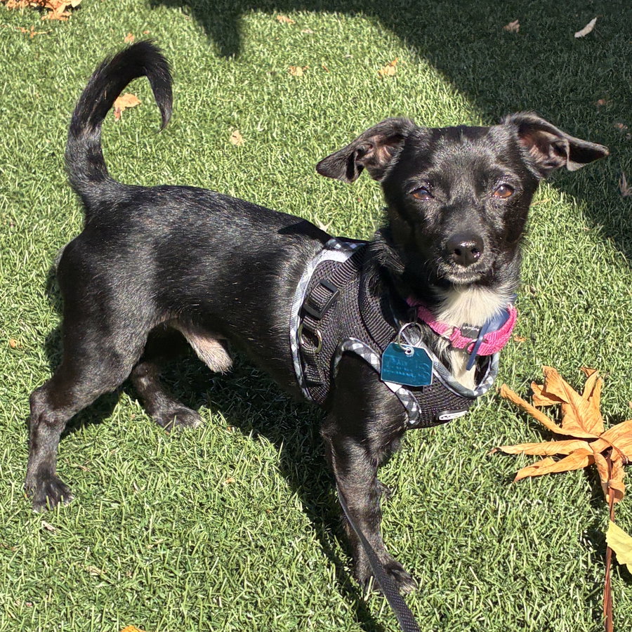 Itsy (bonded with Bitsy 83571)