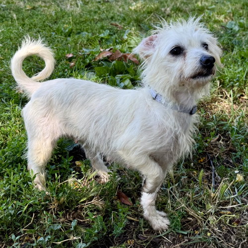 Aria, an adoptable Terrier in Oakland, CA