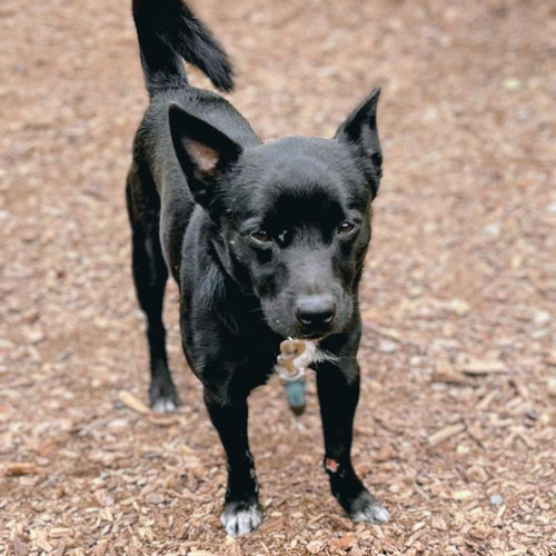 Photo of Tripper
