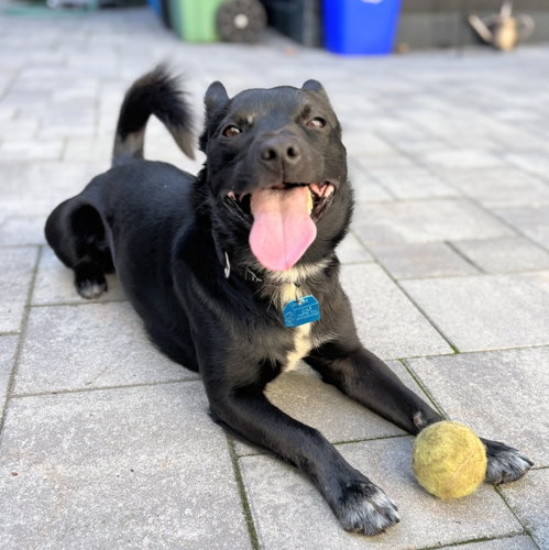 Photo of Tripper