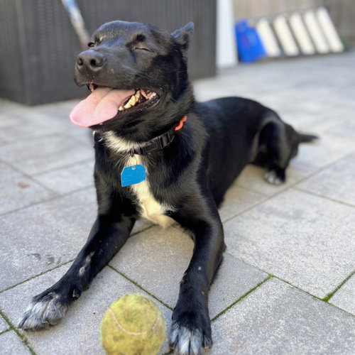 Photo of Tripper