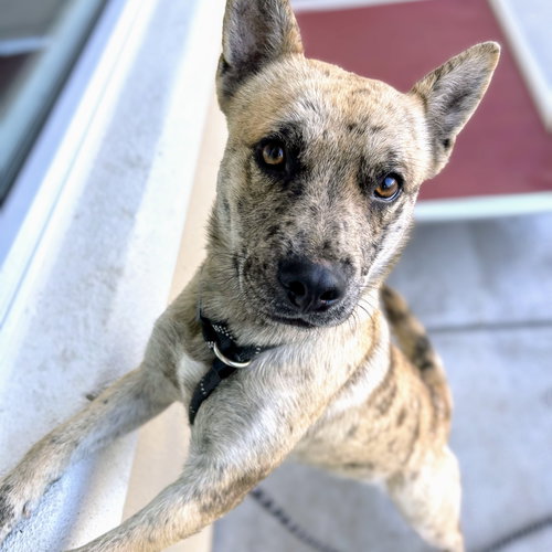 MOMA - Australian Cattle Dog/Blue Heeler available for adoption