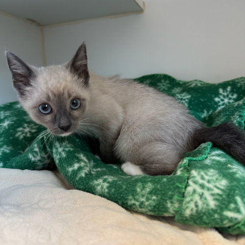 SUGAR PLUM - Snowshoe available for adoption