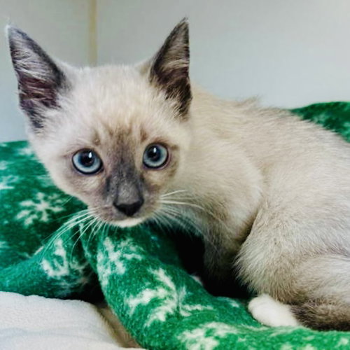 SUGAR PLUM - Snowshoe available for adoption