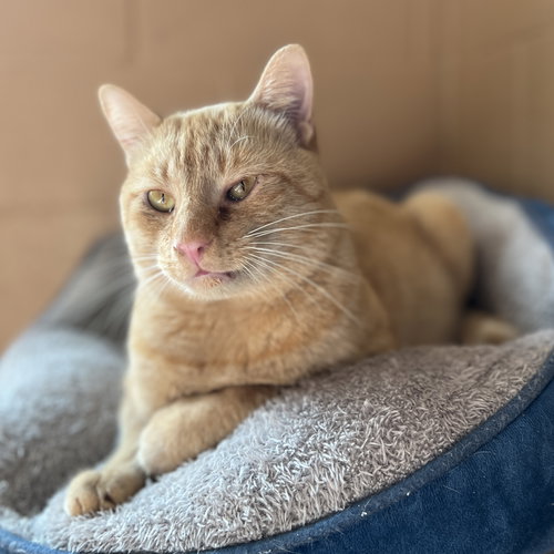 MUFFIN MAN - Domestic Short Hair available for adoption