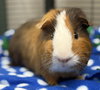 Pickles - Photo 3