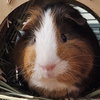 Pickles - Photo 4