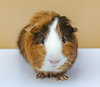 Pickles - Photo 1