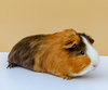 Pickles - Photo 2