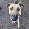 Maisy - Photo 6