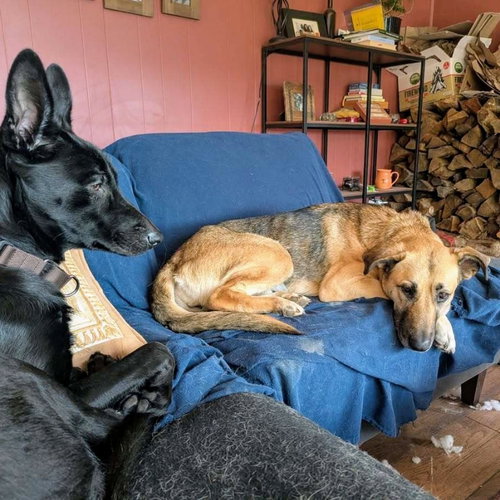 MAISY - German Shepherd Dog available for adoption