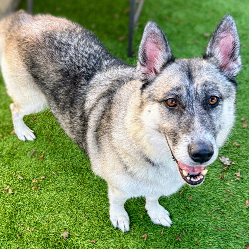 ANISE - German Shepherd Dog / Siberian Husky available for adoption