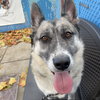 Anise - Photo 5