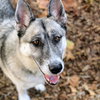 Anise - Photo 7