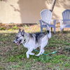 Anise - Photo 6